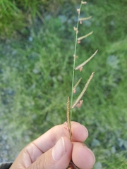 Bouteloua barbata rothrockii