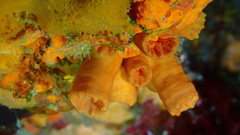 Tubastraea coccinea