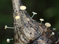 Crocicreas coronatum