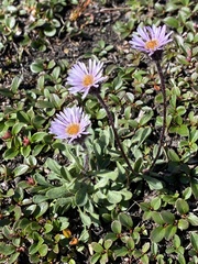 Erigeron humilis