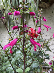 Salvia buchananii