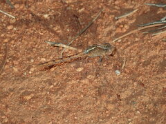 Diplacodes bipunctata