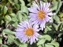 Erigeron humilis