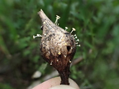 Crocicreas coronatum