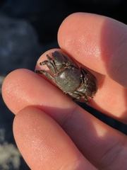 Petrolisthes cinctipes