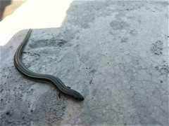 Chalcides chalcides
