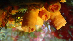 Tubastraea coccinea