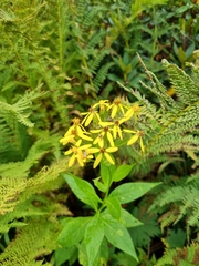 Senecio propinquus
