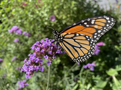 Danaus plexippus plexippus