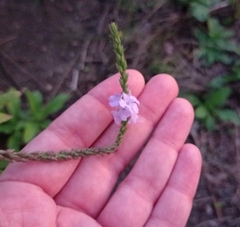 Verbena xutha