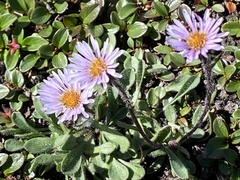 Erigeron humilis