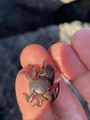 Petrolisthes cinctipes