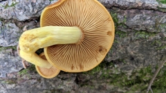 Gymnopilus luteus