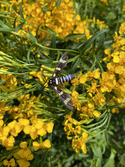 Syntomeida melanthus