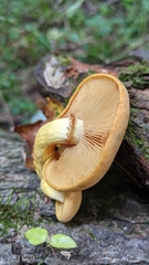 Gymnopilus luteus