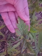 Verbena xutha