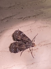Elophila obliteralis