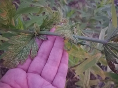 Verbena xutha