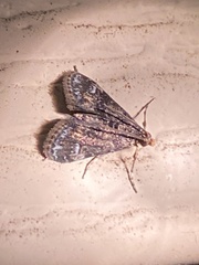 Elophila obliteralis