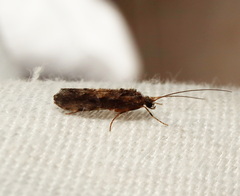 Hydrobiosidae