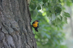 Xanthocephalus xanthocephalus