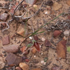 Gladiolus watermeyeri