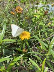 Ascia monuste monuste