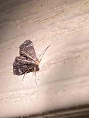 Elophila obliteralis