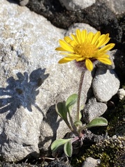 Erigeron aureus