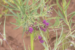 Vernonia marginata
