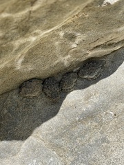 Pseudacris cadaverina
