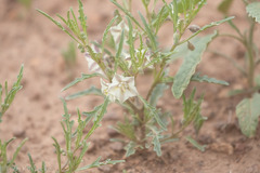 Chamaesaracha coronopus