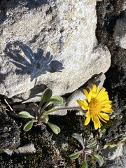 Erigeron aureus