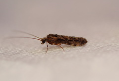 Hydrobiosidae