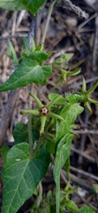 Chthamalia tehuacana