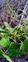 Chthamalia tehuacana