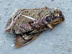 Eudocima apta