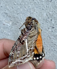 Eudocima apta
