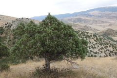 Juniperus polycarpos