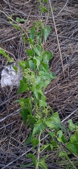 Chthamalia tehuacana