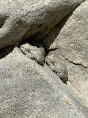 Pseudacris cadaverina