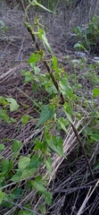 Chthamalia tehuacana