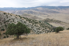 Juniperus polycarpos
