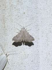 Redectis pygmaea