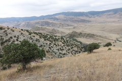 Juniperus polycarpos