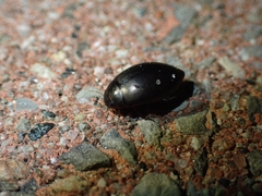 Agabinae