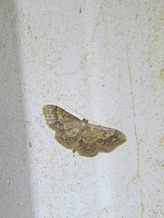 Idaea celtima
