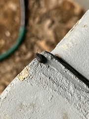Blapstinus