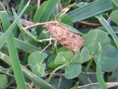 Nomophila nearctica