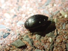 Agabinae